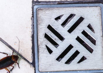 Evite pragas no banheiro com atitudes simples que fazem toda a diferença