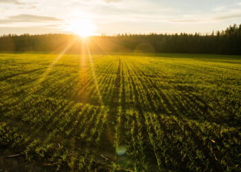 Práticas simples para preparar sua casa na primavera, segundo especialistas