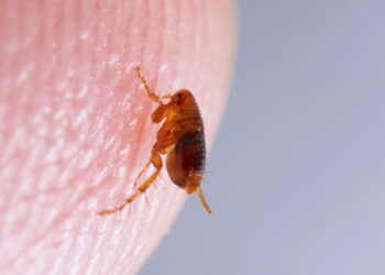 Repelente natural que altera o odor do pet para afastar pulgas