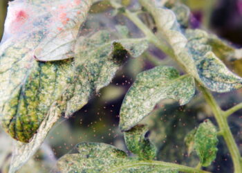 Como identificar ovos de ácaros antes que eles destruam suas plantas