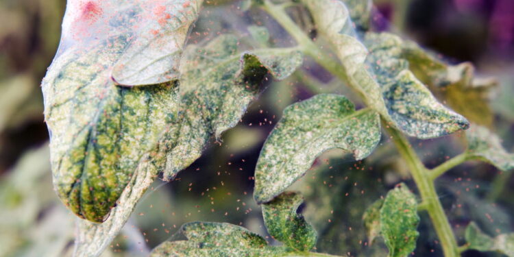 Como identificar ovos de ácaros antes que eles destruam suas plantas