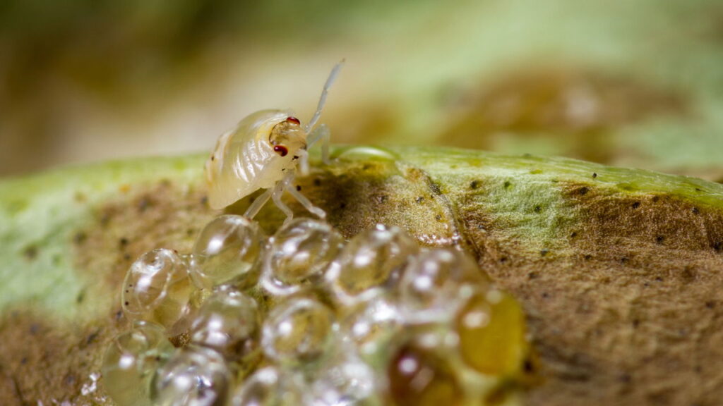 Fatores que favorecem a infestação do pulgão vermelho