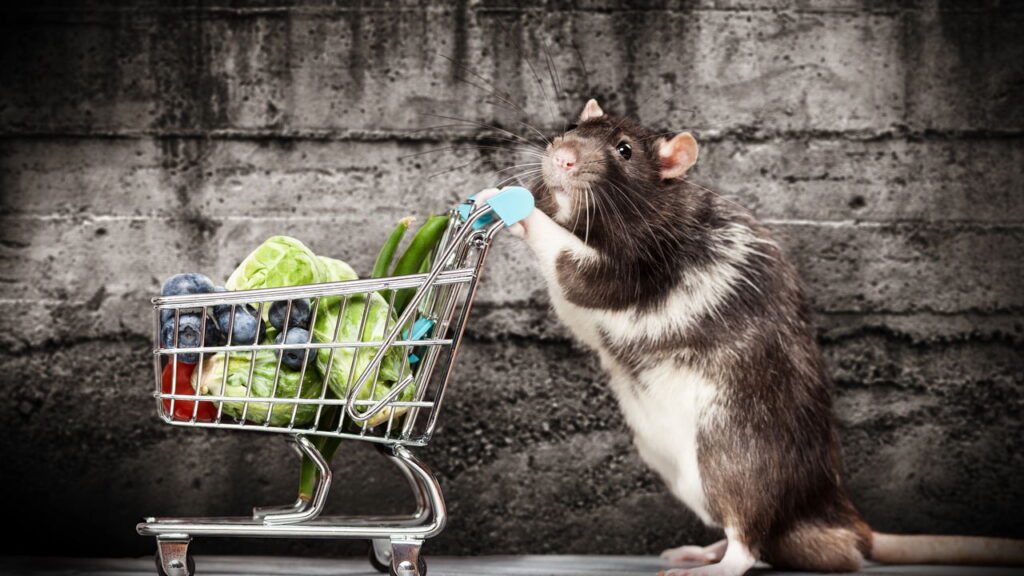 Método caseiro usada como alternativa no controle contra ratos combina alimento em pó e material endurecedor