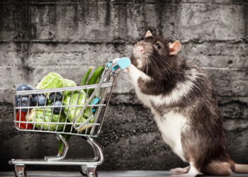 Insetos em eletrodomésticos podem causar danos sem você notar