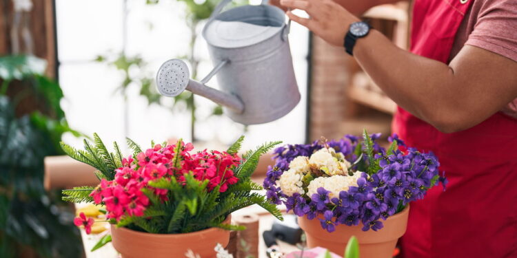 Nem regador, nem mangueira: o jeito mais prático de manter suas plantas hidratadas