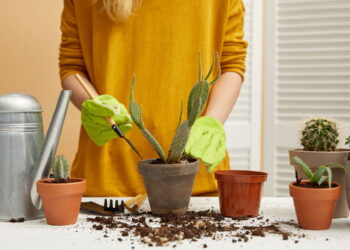 O tempo certo para regar um cacto e manter a planta sempre saudável