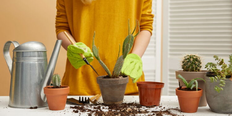O tempo certo para regar um cacto e manter a planta sempre saudável
