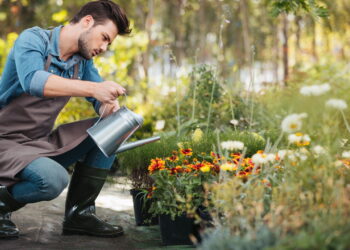Plantas que precisam de pouca água e estão em alta nos apartamentos