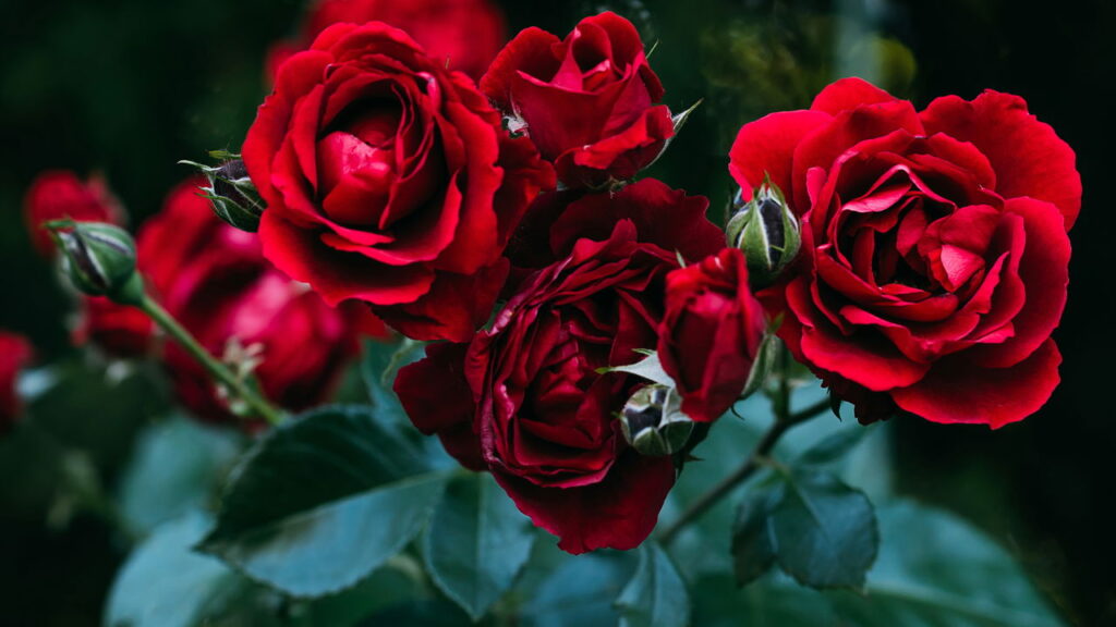 Como as cores das rosas podem influenciar positivamente cada signo