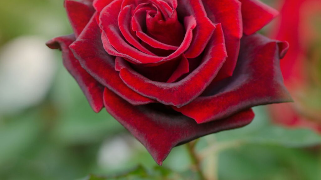 Saiba qual flor reflete seu signo e como cultivá-la em casa