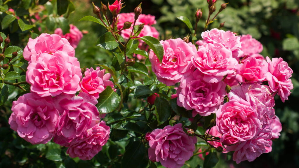 Como as cores das rosas podem influenciar positivamente cada signo