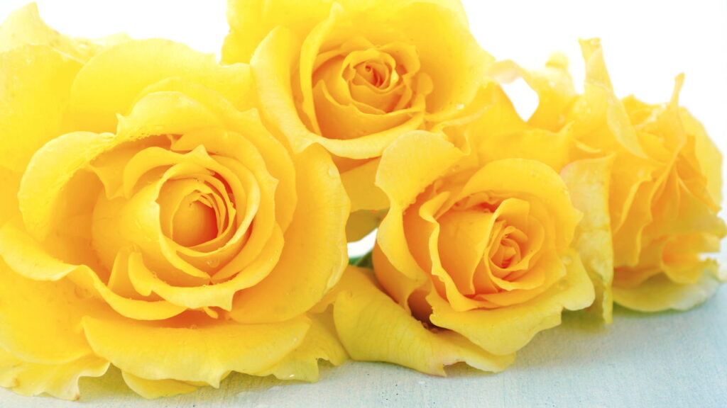 Como as cores das rosas podem influenciar positivamente cada signo