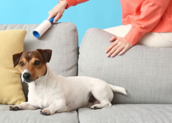 Truque simples tira pelos de cachorro e gato da roupa na máquina