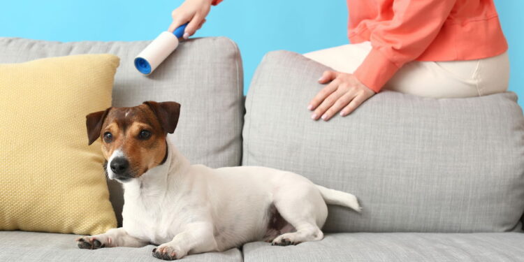 Truque simples tira pelos de cachorro e gato da roupa na máquina