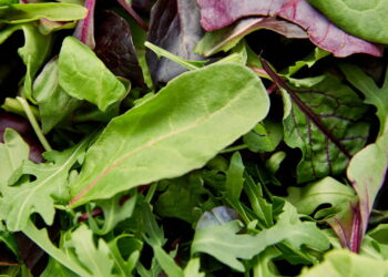 Dicas para guardar rúcula e mantê-la fresca por mais tempo