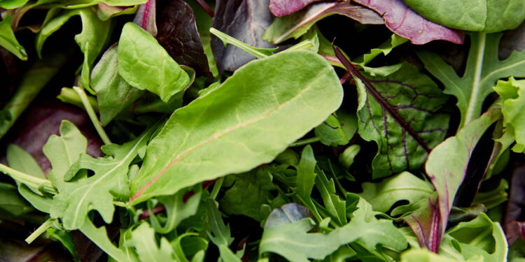 Dicas para guardar rúcula e mantê-la fresca por mais tempo
