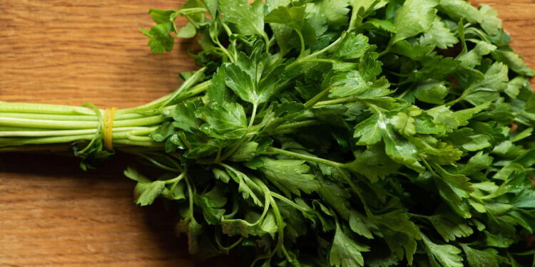 Técnicas para manter a salsinha hidratada e cheia de frescor por dias