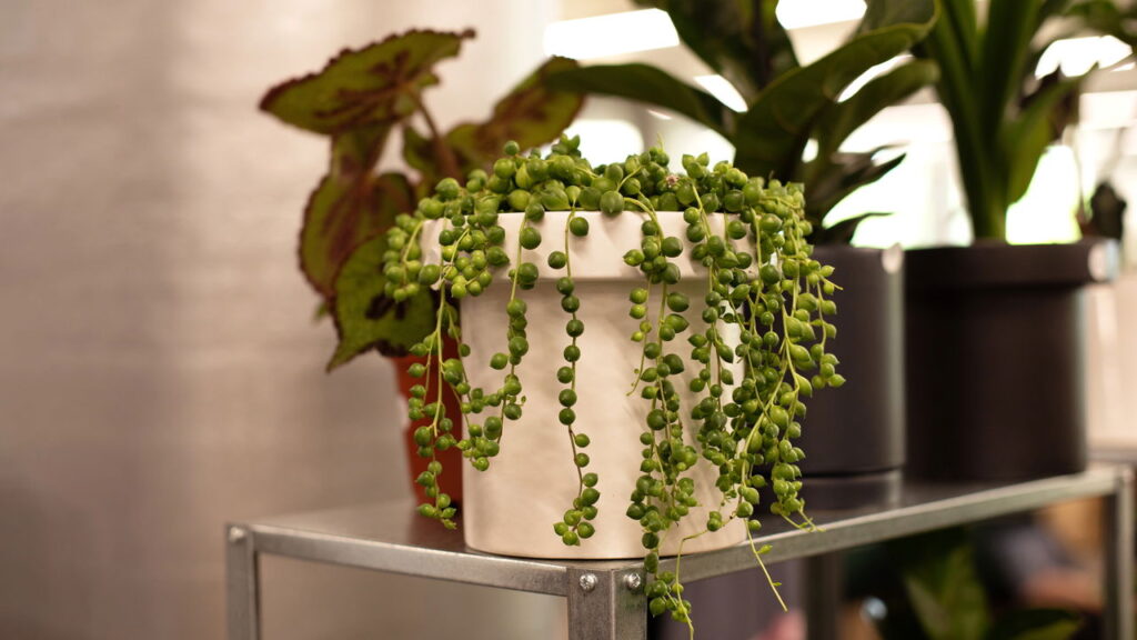 3 plantas com texturas macias que inspiram toques de suavidade e intimidade