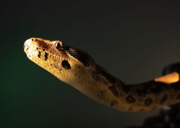 Se você quer manter os cobras longe do seu jardim, cultive essas 3 plantas