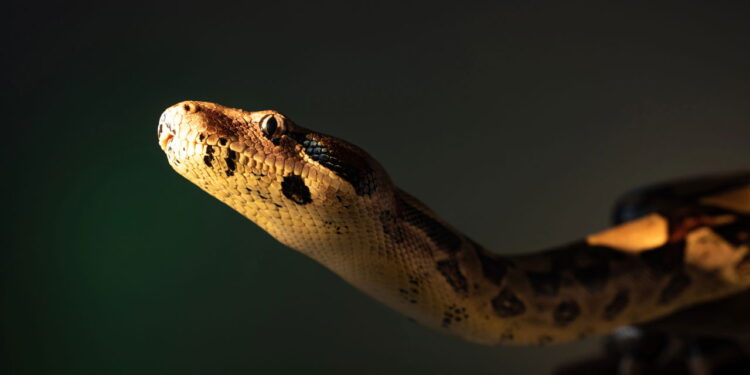 Se você quer manter os cobras longe do seu jardim, cultive essas 3 plantas