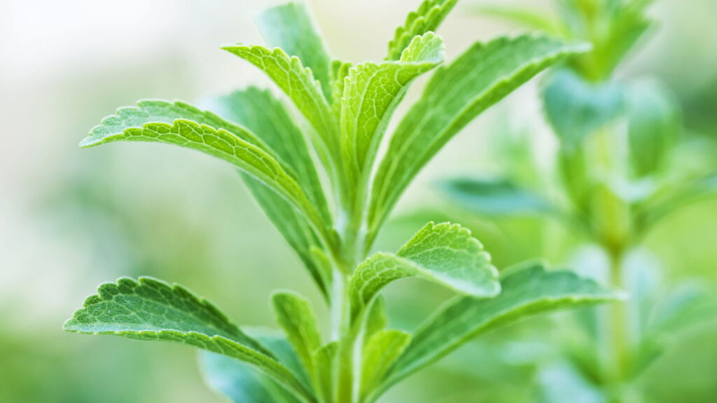 Essa plantinha pode ajudar a controlar diabetes e pressão