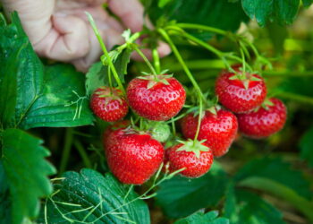 Cultive morangos em casa mesmo sem quintal ou muito espaço