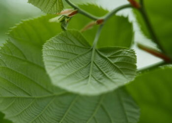 Do alívio da ansiedade ao apoio digestivo essa planta virou queridinha da saúde natural