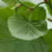 Do alívio da ansiedade ao apoio digestivo essa planta virou queridinha da saúde natural