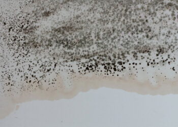 Como evitar que a umidade do banheiro atraia pragas