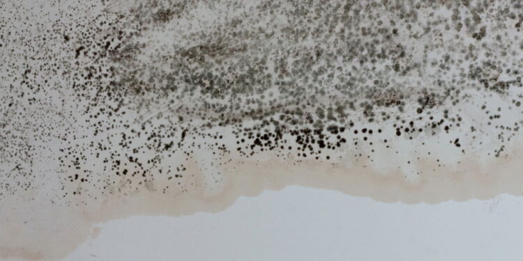 Como evitar que a umidade do banheiro atraia pragas