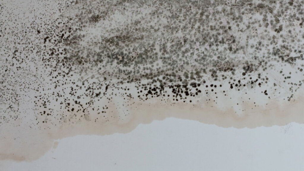 Cupins no micro-ondas? Veja o que fazer antes que estraguem o aparelho