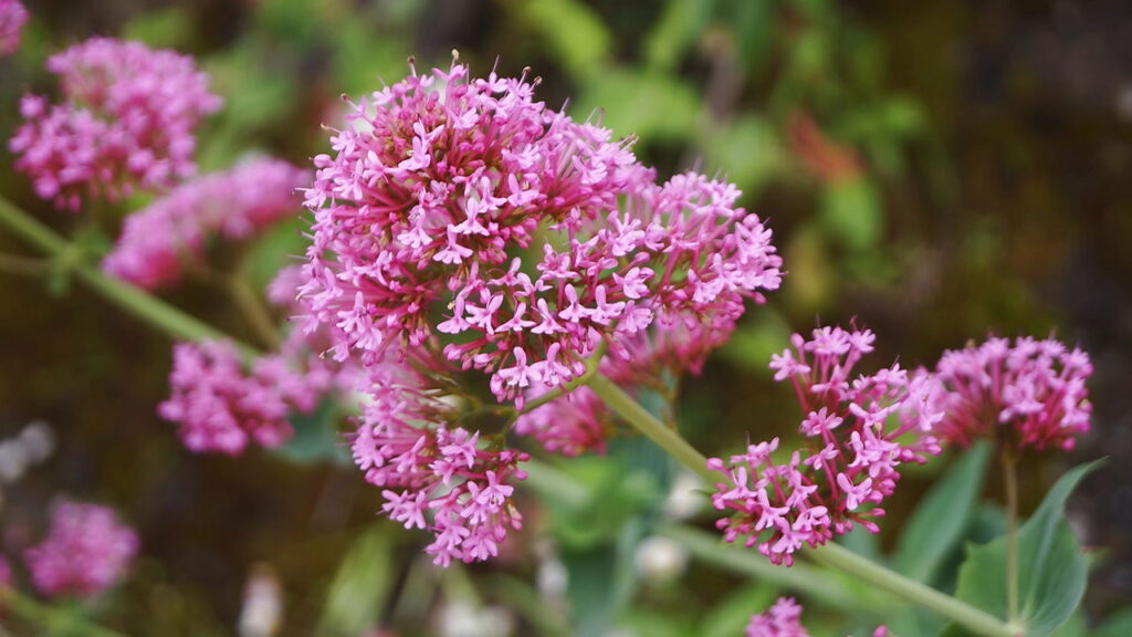 Essa planta combate insônia, ansiedade e tensão muscular sem efeitos colaterais