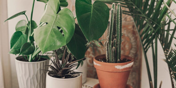 Esse método natural elimina vermes nos vasos sem prejudicar suas plantas