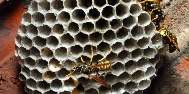 Essas plantas podem acabar com o problema de vespas no seu quintal