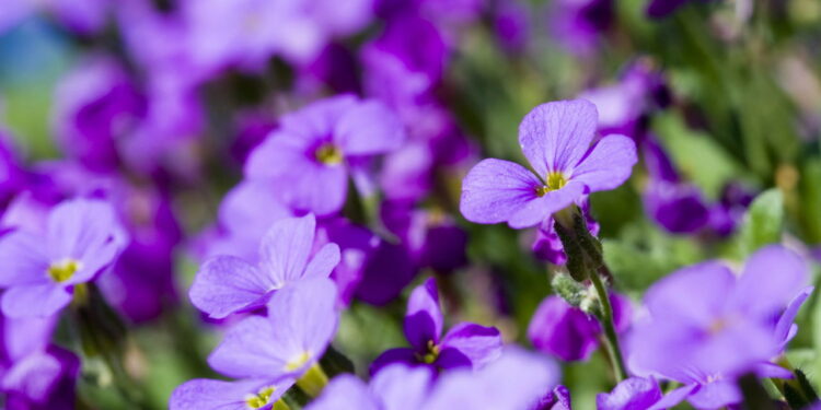Flor encantadora com cores delicadas conquista os amantes de jardinagem
