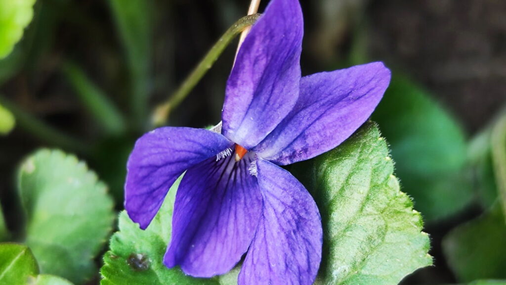 Flor encantadora com cores delicadas conquista os amantes de jardinagem
