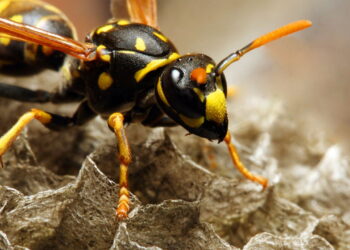 3 métodos naturais para afastar vespas de casa e do jardim