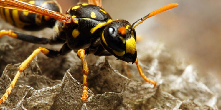 3 métodos naturais para afastar vespas de casa e do jardim