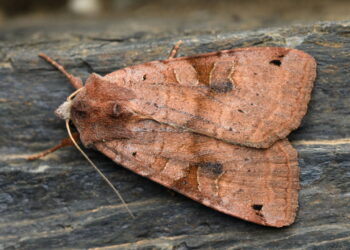 Onde as mariposas fazem ninhos dentro de casa e como eliminá-las de vez