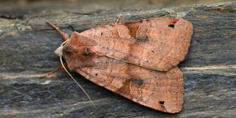 Onde as mariposas fazem ninhos dentro de casa e como eliminá-las de vez