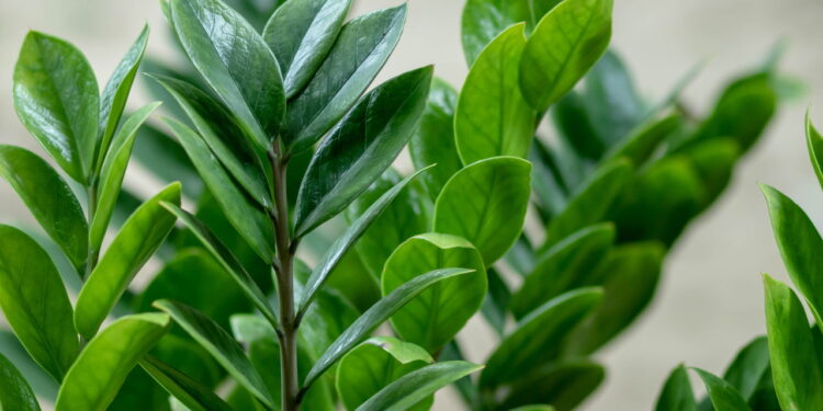 As plantas mais fortes para atrair dinheiro e prosperidade em casa