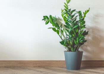 Essa planta quase não precisa de água e ainda purificar o ar da casa