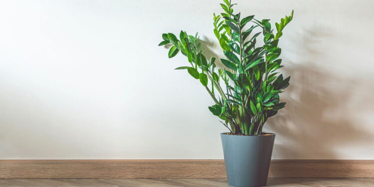 Essa planta quase não precisa de água e ainda purificar o ar da casa