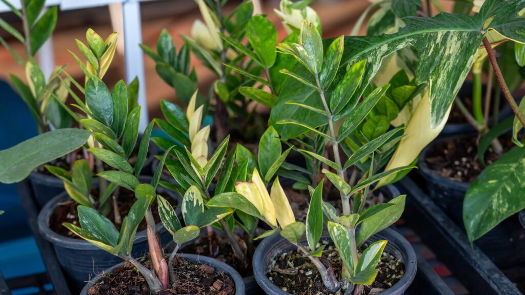 Essa planta quase não precisa de água e ainda purificar o ar da casa