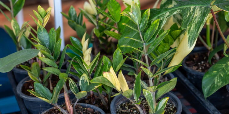 O que atrai a zamioculca e como cuidar da planta com 4 dicas essenciais