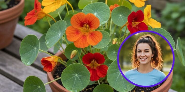 Esta planta fortalece a saúde e é ótima para a imunidade