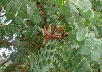 Saiba como cultivar e usar de forma simples a planta medicinal barbatimão