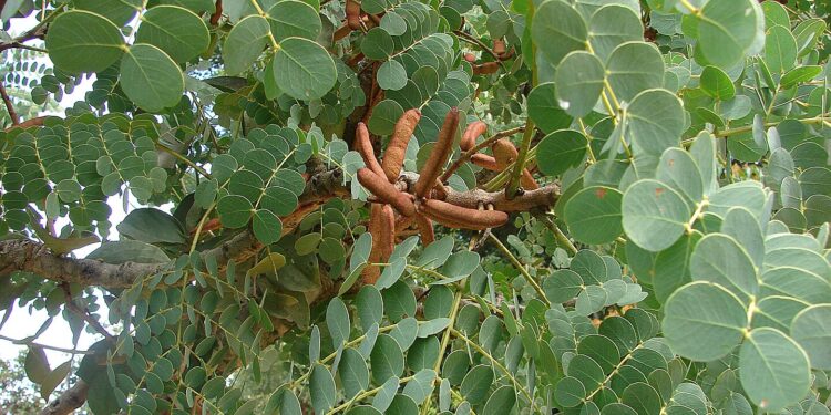 Saiba como cultivar e usar de forma simples a planta medicinal barbatimão