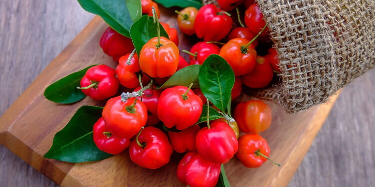 Cultivo de acerola em vaso requer cuidados simples para manter a produção em espaços pequenos