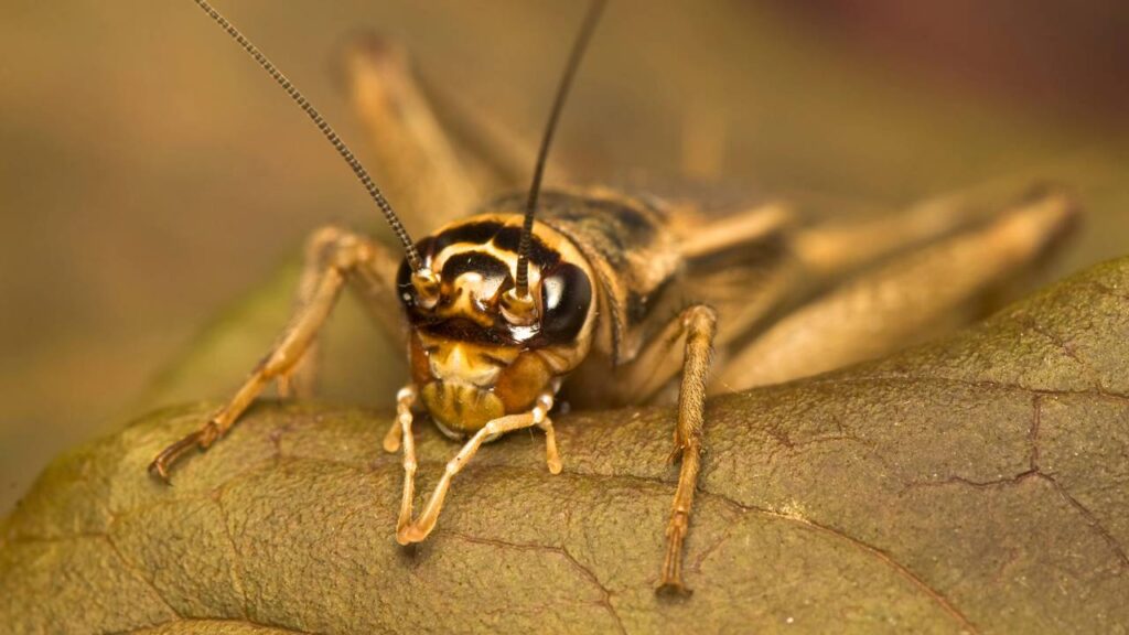 Se você ouve grilos em casa, é bom ficar atento ao que isso pode indicar